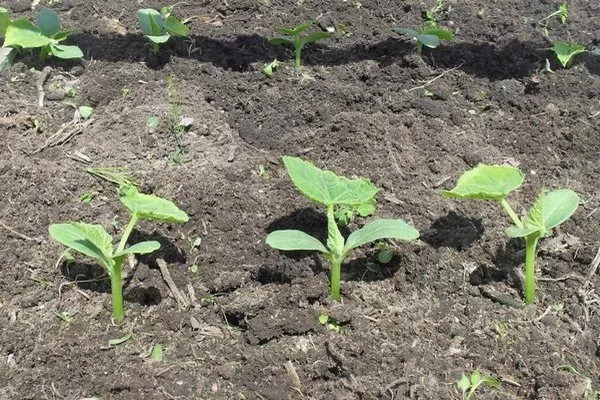 обильный урожай лука Изумруд