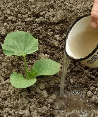 уход за огурцами