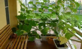 выращивание балконных огурцов
