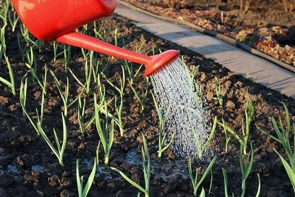 полив лука-батуна