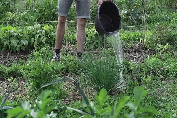 уход за луком