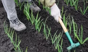 подкормка свеклы