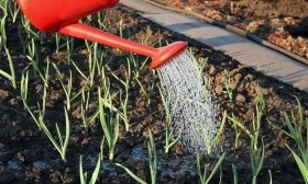 сбор огурцов