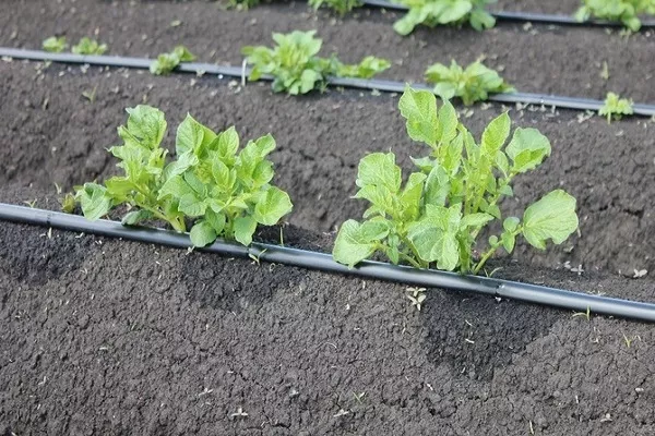 полив капусты