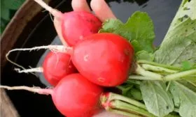 Созревание и урожайность