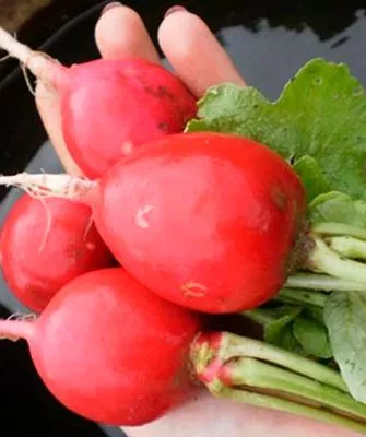 Созревание и урожайность