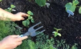 уход за огурцами