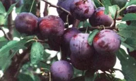 История сорта