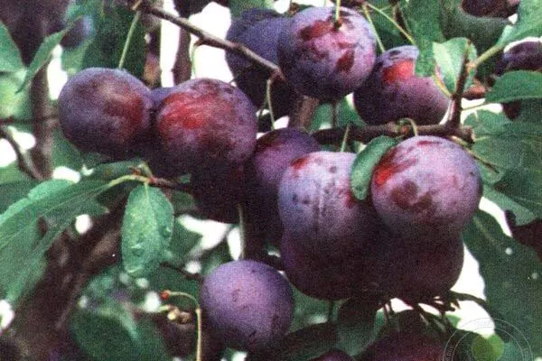 История сорта