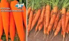 Внешние данные растения и корнеплода, вкусовые характеристики