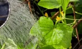 полив Портоса