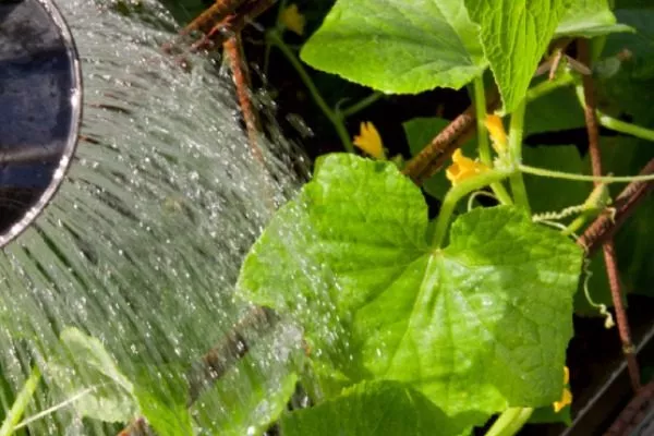 полив Портоса