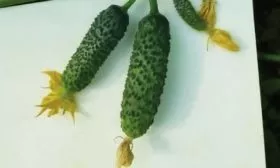 плоды Каминари