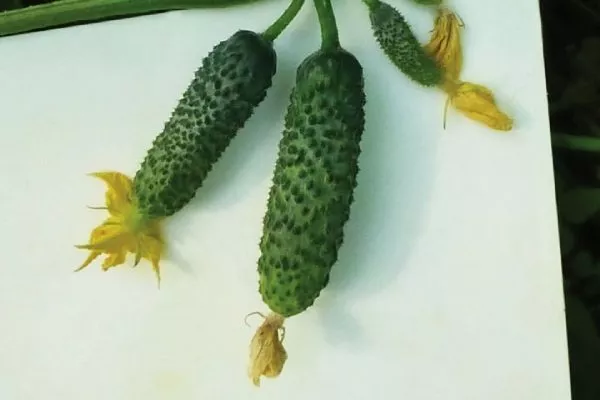 плоды Каминари