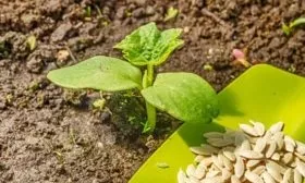 выращивание Вьюги