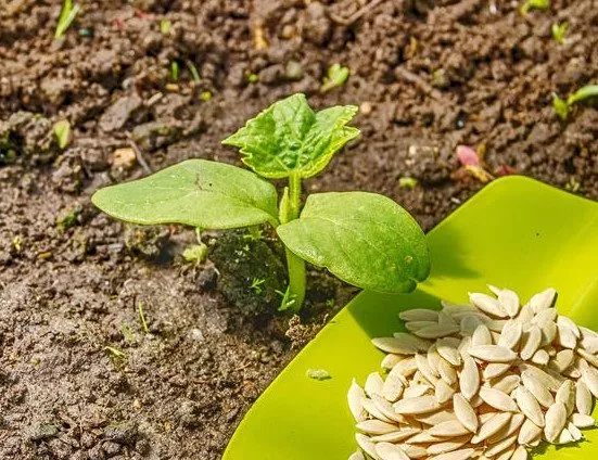 выращивание Вьюги