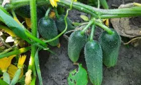 Описание растения и плодов