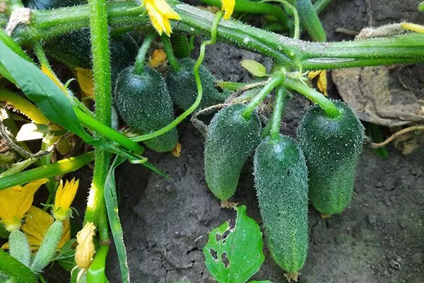 Описание растения и плодов