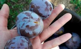 Слива кабардинка