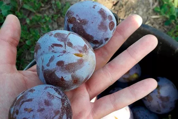 Слива кабардинка