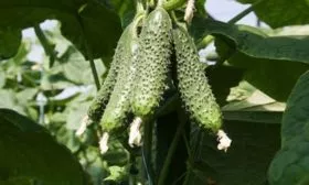 плодовая завязь на кусте Закусона