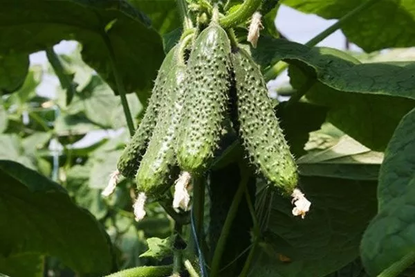 плодовая завязь на кусте Закусона