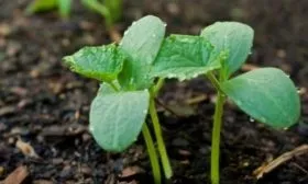 посадка Ирины