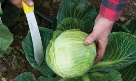 как собирать капусту