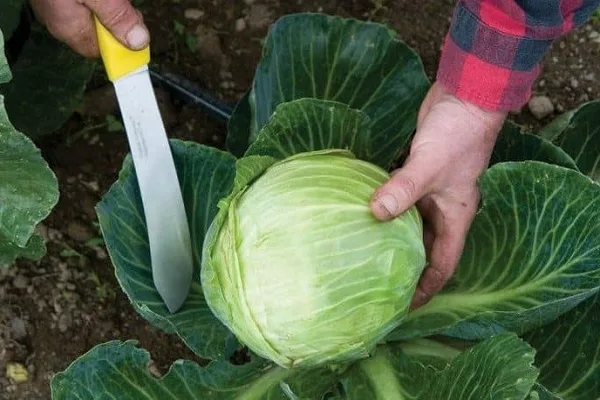 как собирать капусту