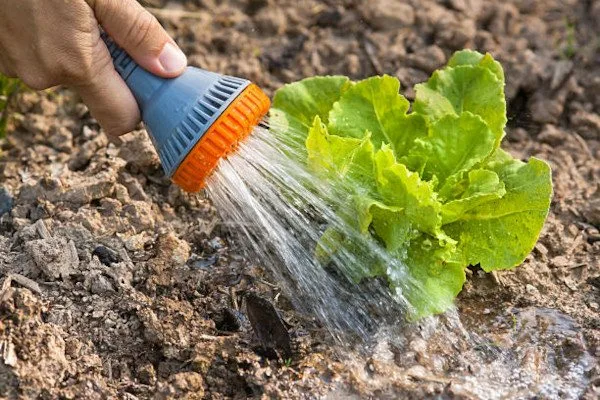 полив салата