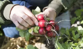 полив редиски