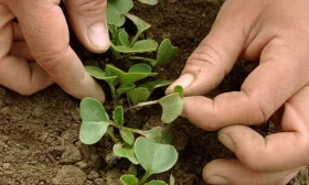 прореживание редиса