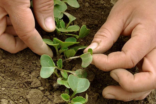 прореживание редиса