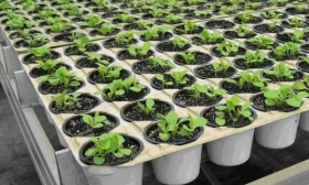 уход за кустами огурцов