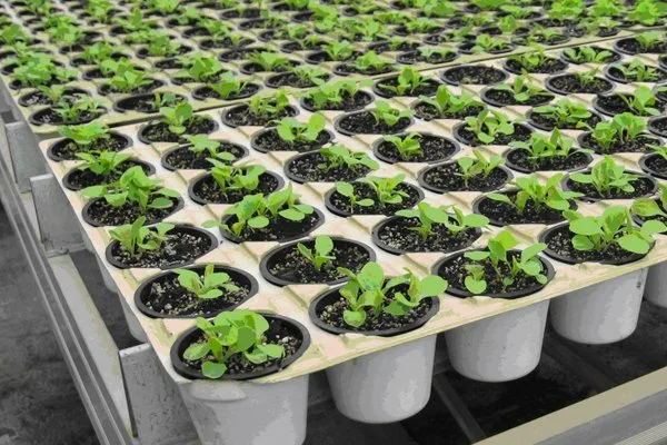 выращивание салата в домашних условиях