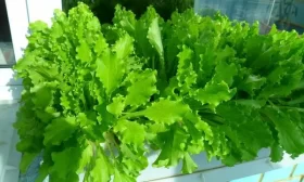 высадка рассады огурцов