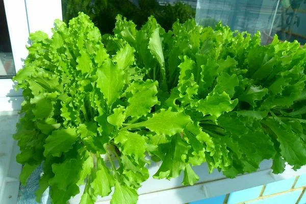 выращивание салата дома