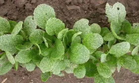 способы выращивания огурцов