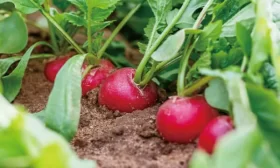 редис на грядке