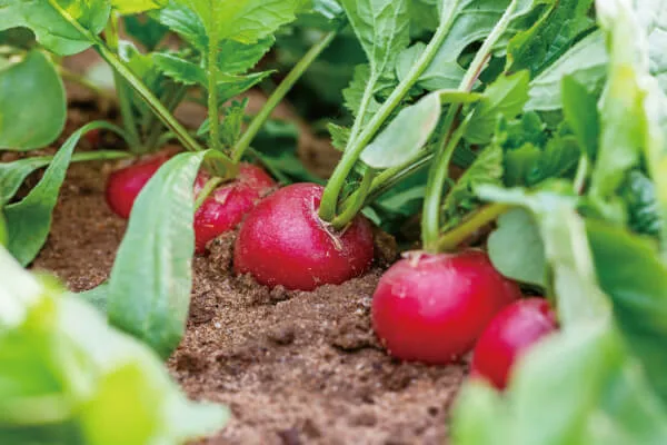 редис на грядке