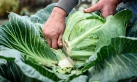 как собирать урожай капусты