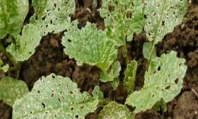 вредители редиски Заря