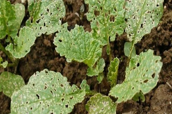 вредители редиски Заря