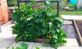 подкормка огурцов