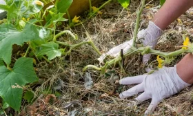 полив огурцов