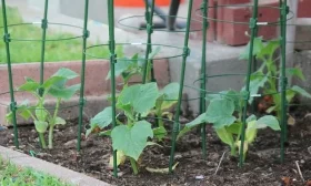 уходза огурцом