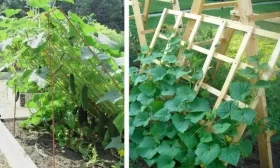 сбор огурцов