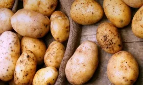 культивирование огурцов