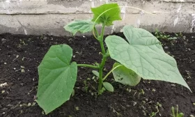 пиание для огурцов Обжорка