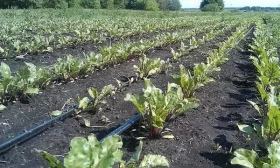 полив свеклы Смуглянка